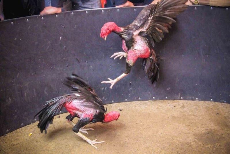 Câu hỏi thường gặp khi tham gia đá gà tại Daga99