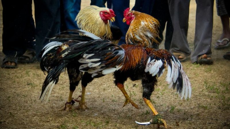 Cách đá gà mạng luôn thắng được nhiều người quan tâm