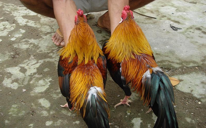 Lối đánh, kỹ năng chiến đấu của thư hùng kê