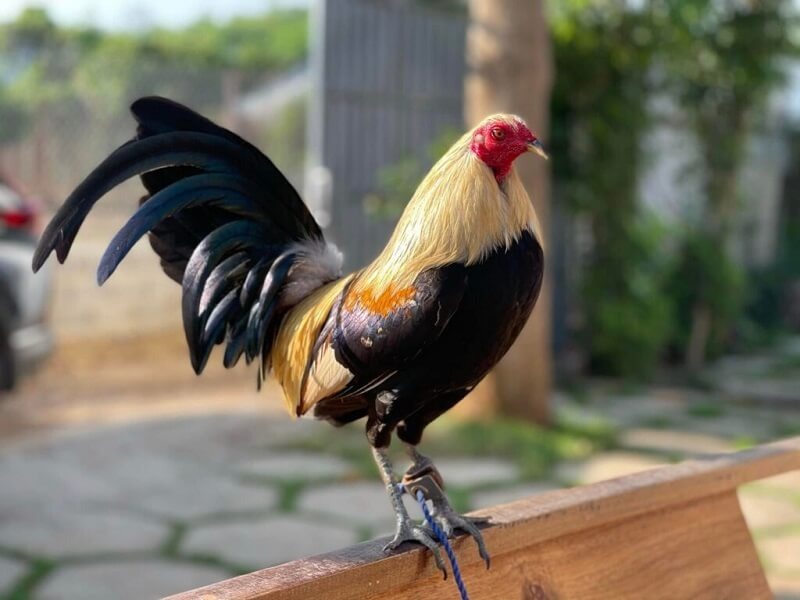 Giới thiệu về phối màu lông gà