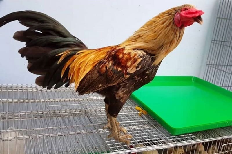Thống kê 78 vảy gà tốt nên chọi