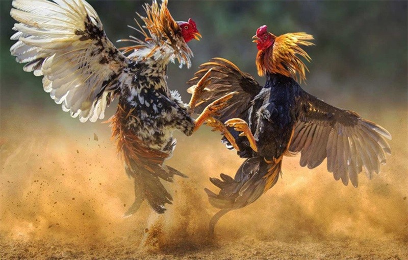 Tìm hiểu cách xem gà bướm đá ngày nào tốt