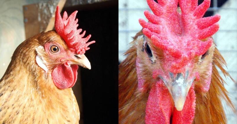 Gà có mồng vua được sư kê ưu tiên lựa chọn
