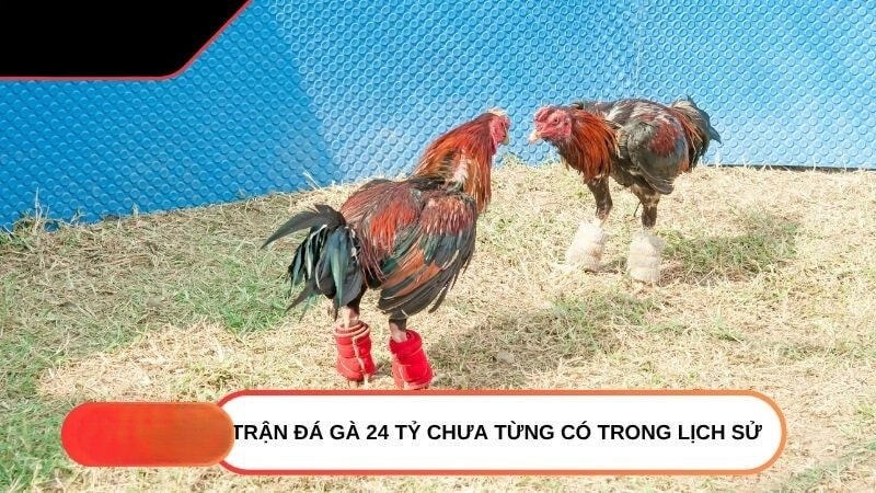 Trận đá gà 24 tỷ tạo nên sức nóng đặc biệt