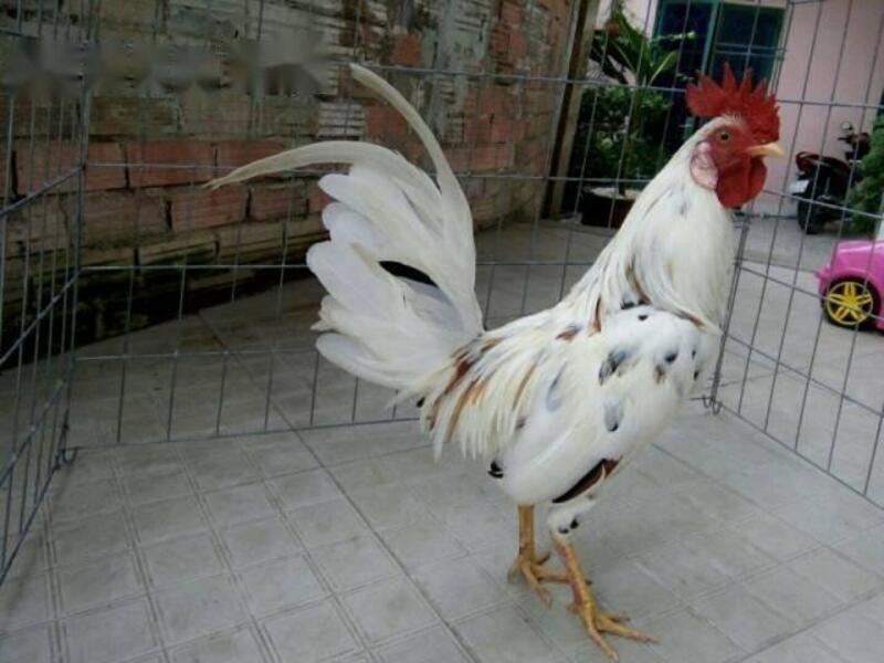 Gà bướm là giống gà nổi bật nhờ màu lông
