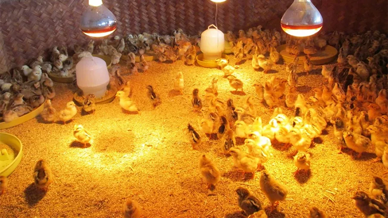 Cách nuôi gà chọi mới nở hiệu quả