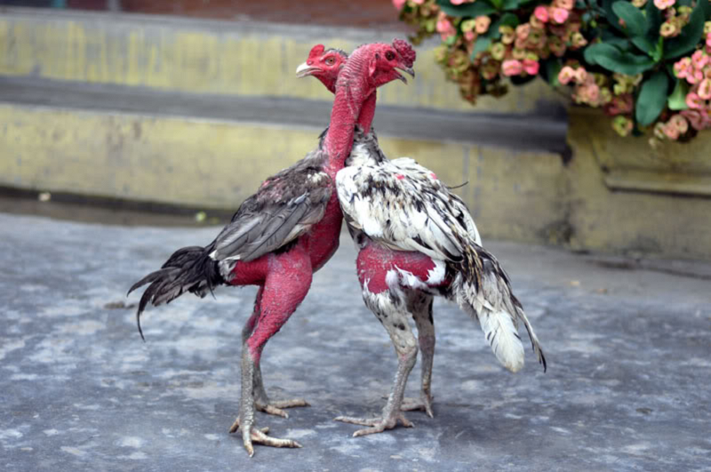 Ép cân cho gà chọi để làm gì?