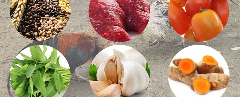 Vai trò của thức ăn cho gà chọi rất quan trọng