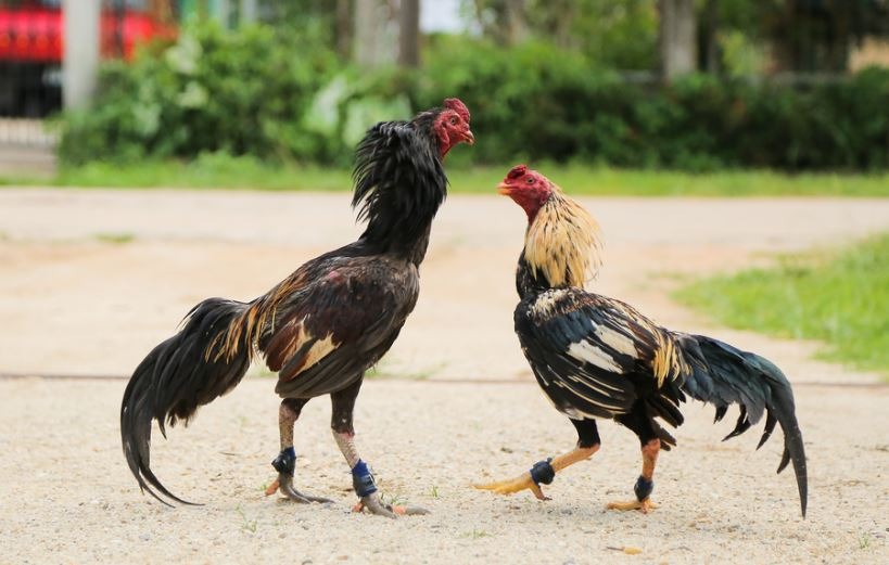 Sư kê nên huấn luyện gà chiến theo từng giai đoạn