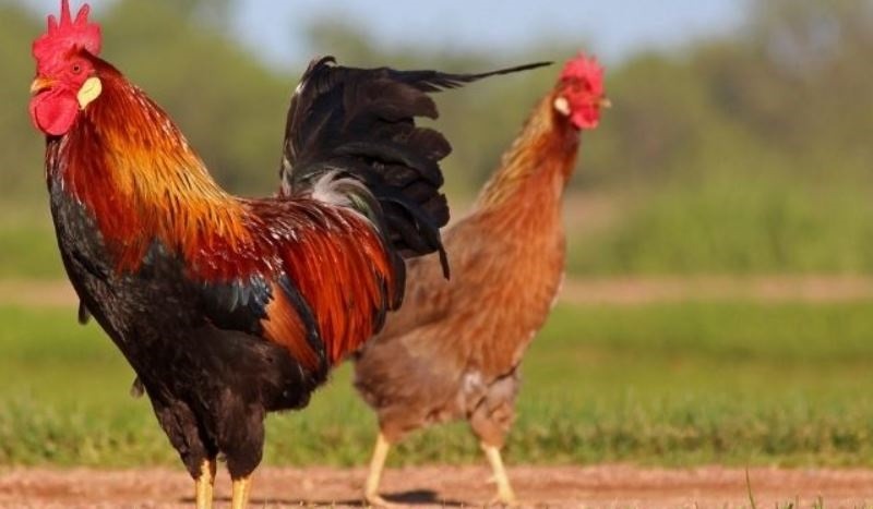 Bật mí cách kinh doanh khi nuôi gà đá làm giàu chi tiết