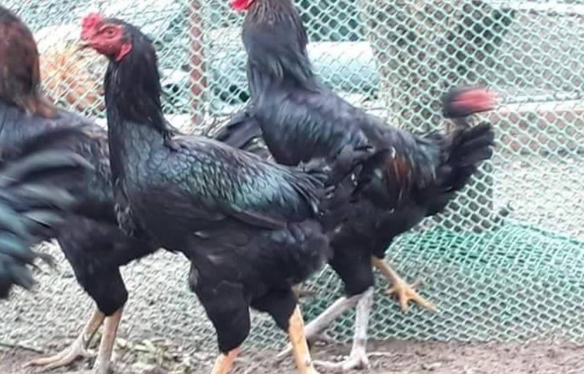 Hướng dẫn sư kê chuẩn bị trước khi thực hiện lai gà chọi